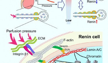 Watanabe et al. show that the enigmatic baroreceptor is a nuclear mechanotransducer that resides in the renin cells per se and is responsible for the sensing and transmission of extracellular physical forces directly to the chromatin of renin cells via lamin A/C to regulate renin gene expression, renin bioavailability, and homeostasis. Image credit: Watanabe et al., doi: 10.1161/CIRCRESAHA.120.318711.