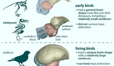 The ancestors of living birds had a brain shape much different from other dinosaurs (including other early birds); this suggests that brain differences may have affected survival during the end-Cretaceous mass extinction. Image credit: Christopher Torres / University of Texas at Austin.