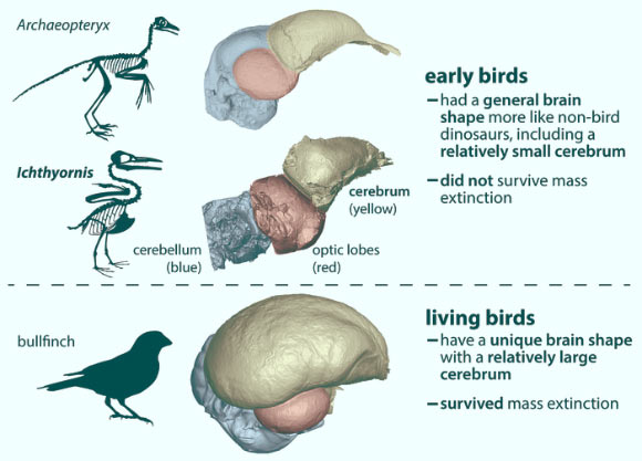 The ancestors of living birds had a brain shape much different from other dinosaurs (including other early birds); this suggests that brain differences may have affected survival during the end-Cretaceous mass extinction. Image credit: Christopher Torres / University of Texas at Austin.