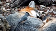 A black-crested titmouse (Baeolophus atricristatus) stealing fur from a sleeping fox. Image credit: YouTube channel Texas Backyard Wildlife / University of Illinois at Urbana-Champaign.