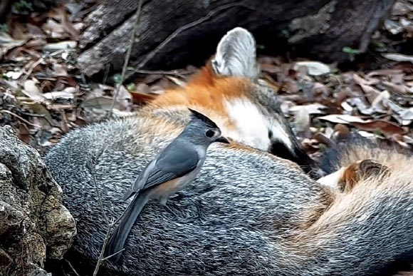 A black-crested titmouse (Baeolophus atricristatus) stealing fur from a sleeping fox. Image credit: YouTube channel Texas Backyard Wildlife / University of Illinois at Urbana-Champaign.