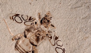 Pulchritudo attenboroughi. Image credit: Krell & Vitali, doi: 10.1002/spp2.1398.