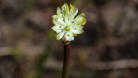 Flower of the western false asphodel (Triantha occidentalis) at Cypress Provincial Park, British Columbia, Canada. Image credit: Danilo Lima.