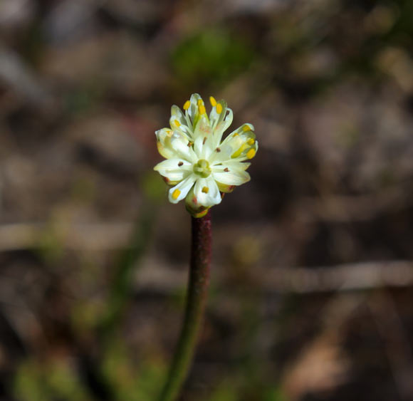 Flower of the western false asphodel (Triantha occidentalis) at Cypress Provincial Park, British Columbia, Canada. Image credit: Danilo Lima.