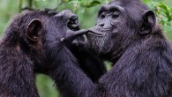 Joint action structure of chimpanzees and bonobos resembles that of humans. Image credit: Emilie Genty.
