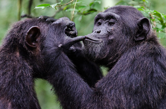 Joint action structure of chimpanzees and bonobos resembles that of humans. Image credit: Emilie Genty.