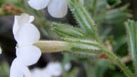 Nicotiana insecticida uses a sticky substance to trap and kill insects. Image credit: Maarten Christenhusz.