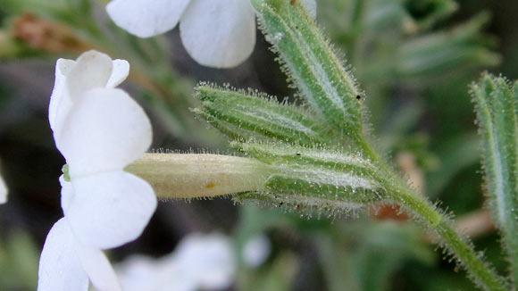 Nicotiana insecticida uses a sticky substance to trap and kill insects. Image credit: Maarten Christenhusz.