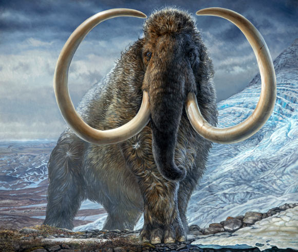 An illustration of an adult male woolly mammoth (Mammuthus primigenius) navigates a mountain pass in Arctic Alaska, 17,100 years ago. Image credit: James Havens / University of Alaska Museum of the North.