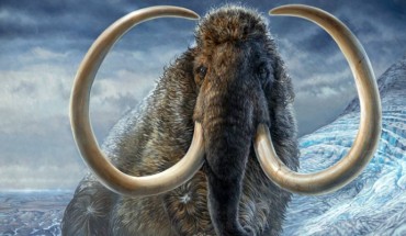 An illustration of an adult male woolly mammoth (Mammuthus primigenius) navigates a mountain pass in Arctic Alaska, 17,100 years ago. Image credit: James Havens / University of Alaska Museum of the North.