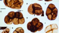 Fossilized spores from the Early Ordivician deposits of Australia. Image credit: Strother & Foster, doi: 10.1126/science.abj2927.