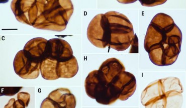 Fossilized spores from the Early Ordivician deposits of Australia. Image credit: Strother & Foster, doi: 10.1126/science.abj2927.