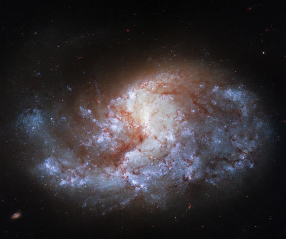 This Hubble image shows the barred spiral galaxy NGC 1385. The color image was made from separate exposures taken in the ultraviolet, visible and near-infrared regions of the spectrum with Hubble’s Wide Field Camera 3 (WFC3). Five filters were used to sample various wavelengths. The color results from assigning different hues to each monochromatic image associated with an individual filter. Image credit: NASA / ESA / Hubble / J. Lee / PHANGS-HST Team.