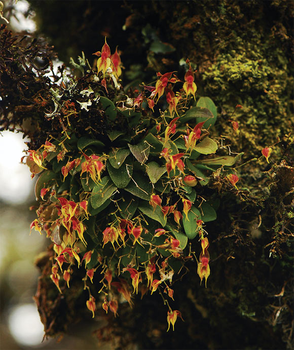 Lepanthes oro-lojaensis growing in its natural habitat. Image credit: Francisco Tobar Suarez.