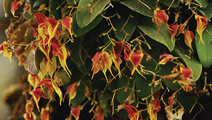 Three New Orchid Species Discovered in Ecuador | Biology | Sci