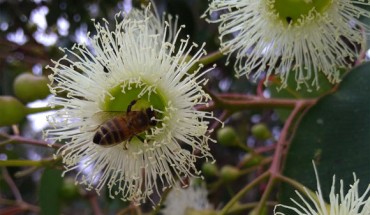 Apis mellifera ligustica. Image credit: Scaccabarozzi et al., doi: 10.1371/journal.pone.0253838.