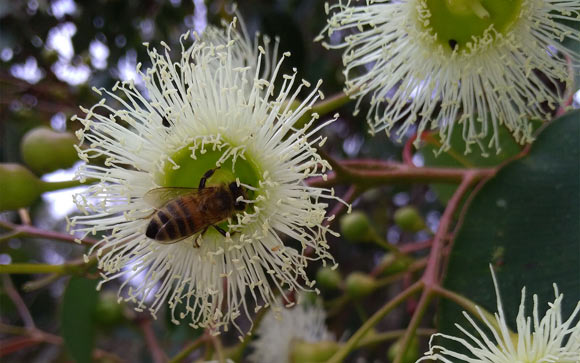 Apis mellifera ligustica. Image credit: Scaccabarozzi et al., doi: 10.1371/journal.pone.0253838.