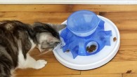 Domestic cats (Felis catus) would rather eat from a tray of easily available food rather than work out a simple puzzle to get their food. Image credit: Delgado et al., doi: 10.1007/s10071-021-01530-3.