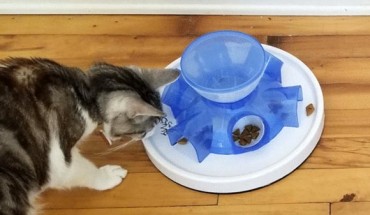 Domestic cats (Felis catus) would rather eat from a tray of easily available food rather than work out a simple puzzle to get their food. Image credit: Delgado et al., doi: 10.1007/s10071-021-01530-3.