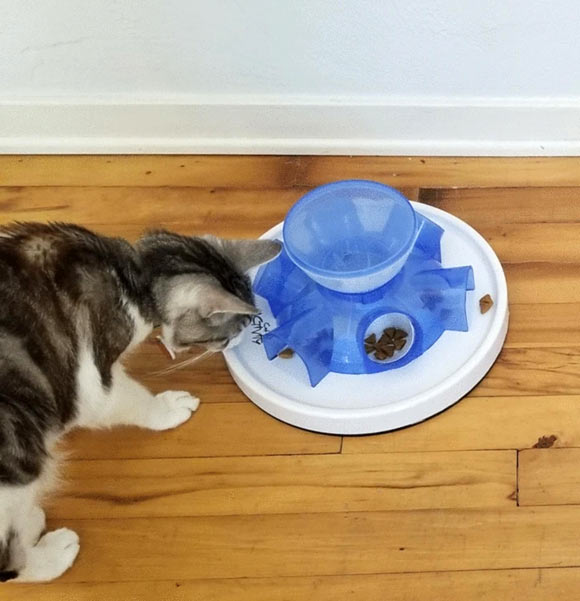 Domestic cats (Felis catus) would rather eat from a tray of easily available food rather than work out a simple puzzle to get their food. Image credit: Delgado et al., doi: 10.1007/s10071-021-01530-3.