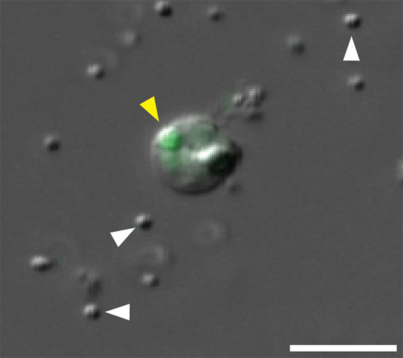 Snyder et al. show that distinct populations of phagocytic cells in cauliflower corals (Pocillopora damicornis) and starlet sea anemones (Nematostella vectensis) engulf bacteria, fungal antigens, and beads. The image shows a cauliflower coral cell challenged with Staphylococcus aureus. Yellow arrow shows an internalized, pH-activated Staphylococcus aureus particle that fluoresces bright green at a low pH. White arrows indicate the cocci bacterial particles. Staphylococcus aureus particles are fluorescent after the fusion of the bacteria with the lysolitic vesicle, which leads to lowered pH. Scale bar - 10 μm. Image credit: Snyder et al., doi: 10.3389/fimmu.2021.662803.