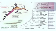 Key features of the common seadragon (Phyllopteryx taeniolatus) and the alligator pipefish (Syngnathoides biaculeatus) and their phylogenetic positions: (A) the common seadragon has a dragon-shaped body with many special leaf-like appendages and long tubular snout lacking teeth; common seadragon males incubate eggs on a brood patch on the underside of the tail; (B) a male alligator pipefish showing eggs incubated on a brood patch on the underside of trunk; (C) phylogenetic tree of 19 ray-finned fishes. Image credit: Qu et al., doi: 10.1126/sciadv.abg5196.