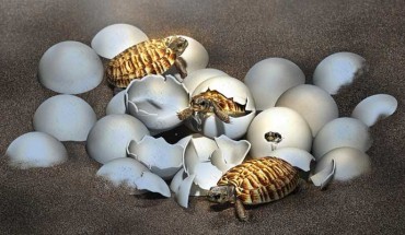 An artist’s impression of baby nanhsiungchelyid turtles. Image credit: Masato Hattori.