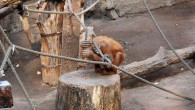 Padana, a female orangutan at Leipzig Zoo, continued to use wooden hammers to crack nuts for some time after the end of the study. Image credit: Claudio Tennie.