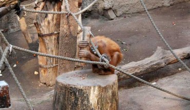 Padana, a female orangutan at Leipzig Zoo, continued to use wooden hammers to crack nuts for some time after the end of the study. Image credit: Claudio Tennie.