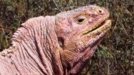 The Galápagos pink land iguana (Conolophus marthae). Image credit: Gabriele Gentile & Howard L. Snell, doi: 10.11646/zootaxa.2201.1.1.