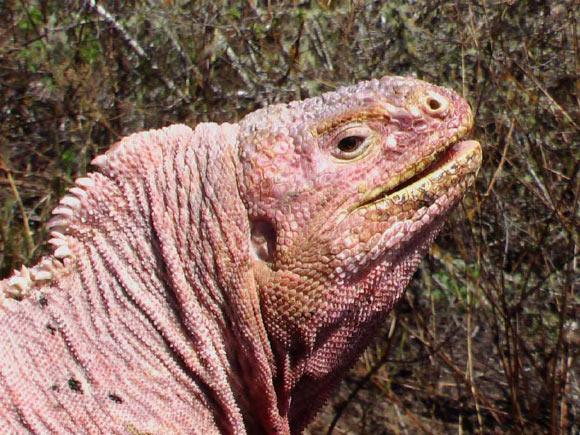 The Galápagos pink land iguana (Conolophus marthae). Image credit: Gabriele Gentile & Howard L. Snell, doi: 10.11646/zootaxa.2201.1.1.