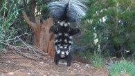 A spotted skunk doing its signature handstand. Image credit: Jerry W. Dragoo.