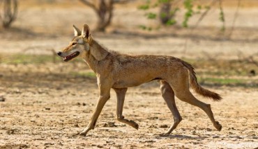The Indian wolf (Canis lupus pallipes). Image credit: Dhaval Vargiya / CC BY-SA 4.0.