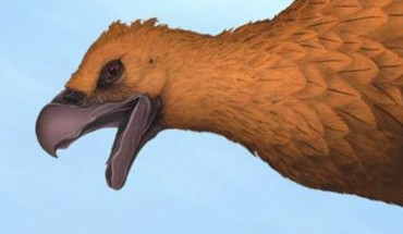 Teratornis. Image credit: Universidad Maimonides.