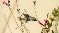 Southern California hummingbird foraging nectar from a flower. Image credit: David Rankin / University of California, Riverside.