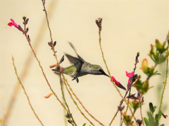 Southern California hummingbird foraging nectar from a flower. Image credit: David Rankin / University of California, Riverside.