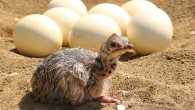 Colombelli-Négrel et al. demonstrate a capacity to perceive and learn to recognize sounds in ovo, as evidenced by habituation, even in bird species that were previously assumed to have little, if any, vocal production learning. Image credit: Barbara Fraatz.