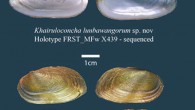 Khairuloconcha lunbawangorum and Khairuloconcha sahanae. Image credit: Zieritz et al., doi: 10.1002/aqc.3695.