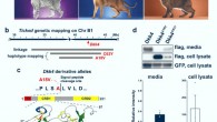 Dickkopf 4 mutations in Ticked cats. Image credit: Kaelin et al., doi: 10.1038/s41467-021-25348-2.