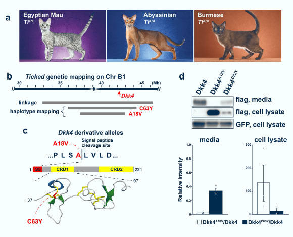 Dickkopf 4 mutations in Ticked cats. Image credit: Kaelin et al., doi: 10.1038/s41467-021-25348-2.