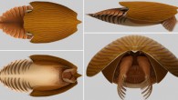 Reconstruction of Titanokorys gainesi. Image credit: Caron & Moysiuk, doi: 10.1098/rsos.210664.