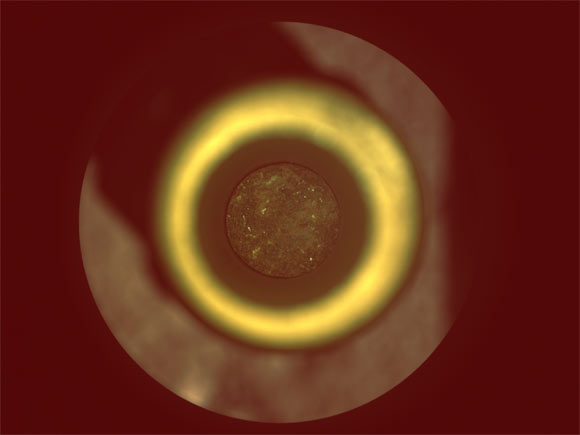 The sample of Mars rock is seen inside a titanium container tube in this image taken by the Sampling and Caching System Camera (CacheCam) onboard NASA’s Perseverance rover. Image credit: NASA / JPL-Caltech.