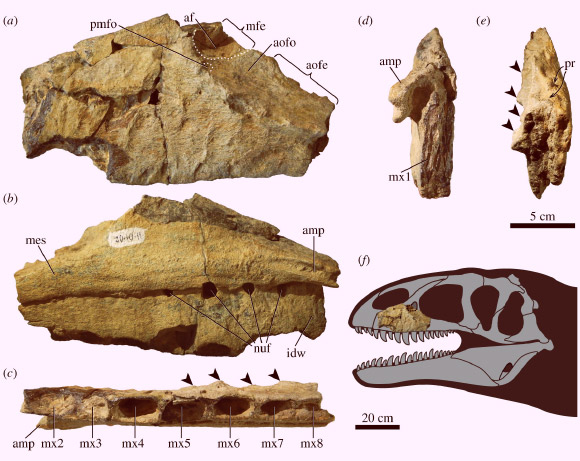 Left maxilla of Ulughbegsaurus uzbekistanensis. Image credit: Kohei et al., doi: 10.1098/rsos.210923.