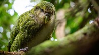 The kākāpō (Strigops habroptilus). Image credit: Jake Osborne.