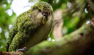 The kākāpō (Strigops habroptilus). Image credit: Jake Osborne.