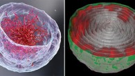 Left: a 3D illustration of the nucleus representing the classical theory of DNA organization at its center. Right: microscopic image of the nucleus of a fruit fly larva’s muscle cell; the long chains of DNA (red) are attached to the nuclear lamina (green) -- the inner layer of the nuclear membrane. Image credit: Weizmann Institute of Science.