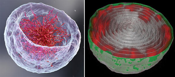 Left: a 3D illustration of the nucleus representing the classical theory of DNA organization at its center. Right: microscopic image of the nucleus of a fruit fly larva’s muscle cell; the long chains of DNA (red) are attached to the nuclear lamina (green) -- the inner layer of the nuclear membrane. Image credit: Weizmann Institute of Science.