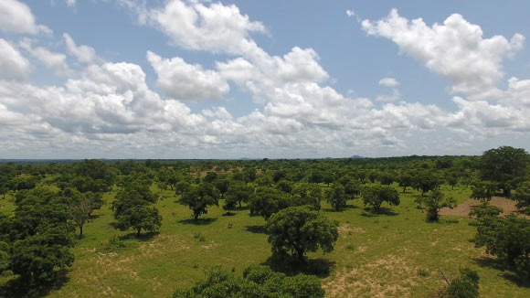 Shea trees, the source for the popular ingredient shea butter, grow in a shea parkland during the lush rainy season near the town of Bole in northern Ghana. Image credit: Iago Hale / University of New Hampshire.