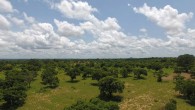 Shea trees, the source for the popular ingredient shea butter, grow in a shea parkland during the lush rainy season near the town of Bole in northern Ghana. Image credit: Iago Hale / University of New Hampshire.