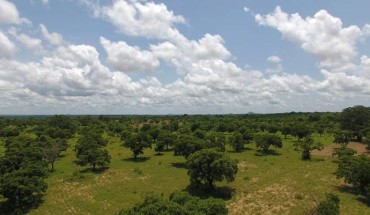 Shea trees, the source for the popular ingredient shea butter, grow in a shea parkland during the lush rainy season near the town of Bole in northern Ghana. Image credit: Iago Hale / University of New Hampshire.